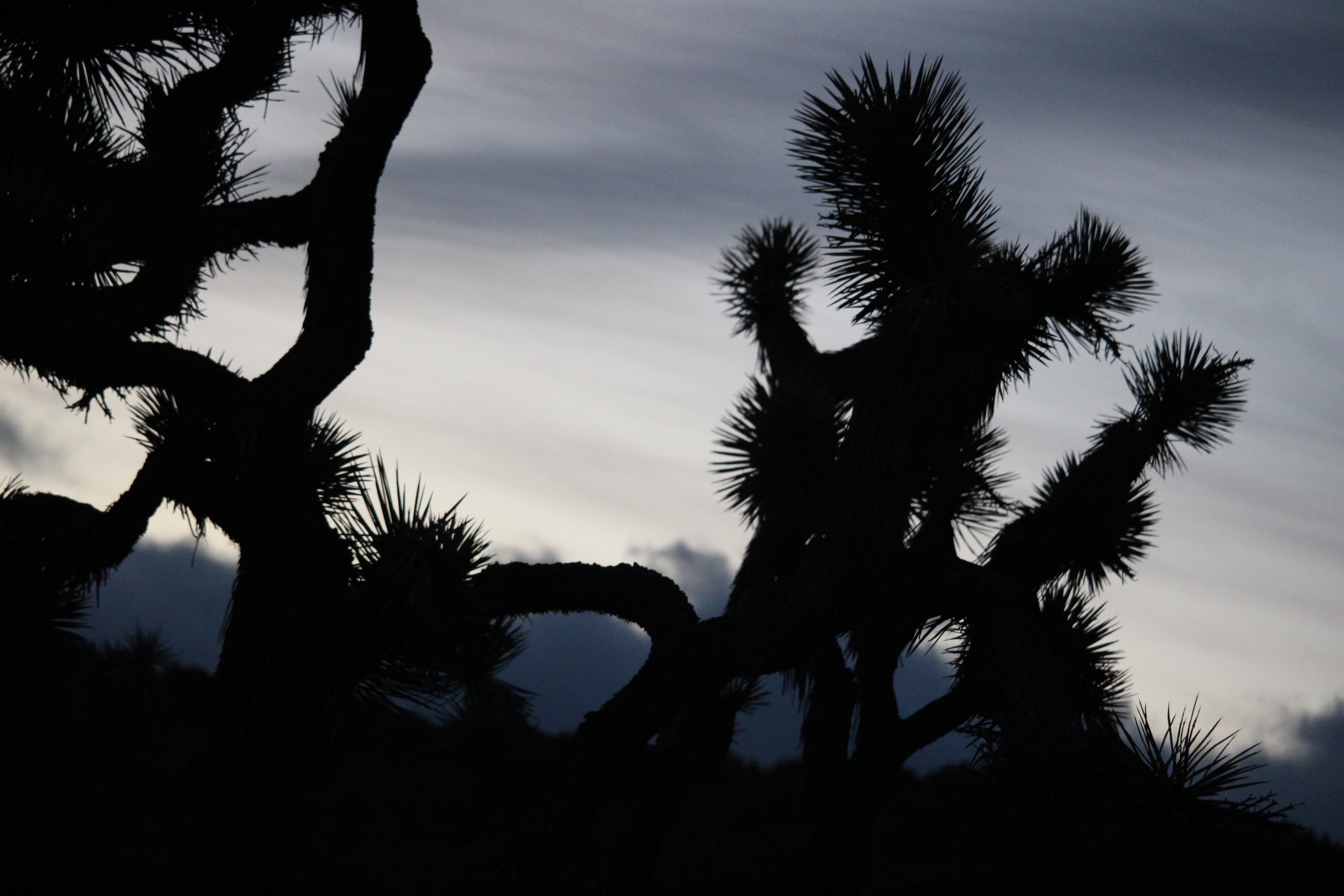 Joshua Tree